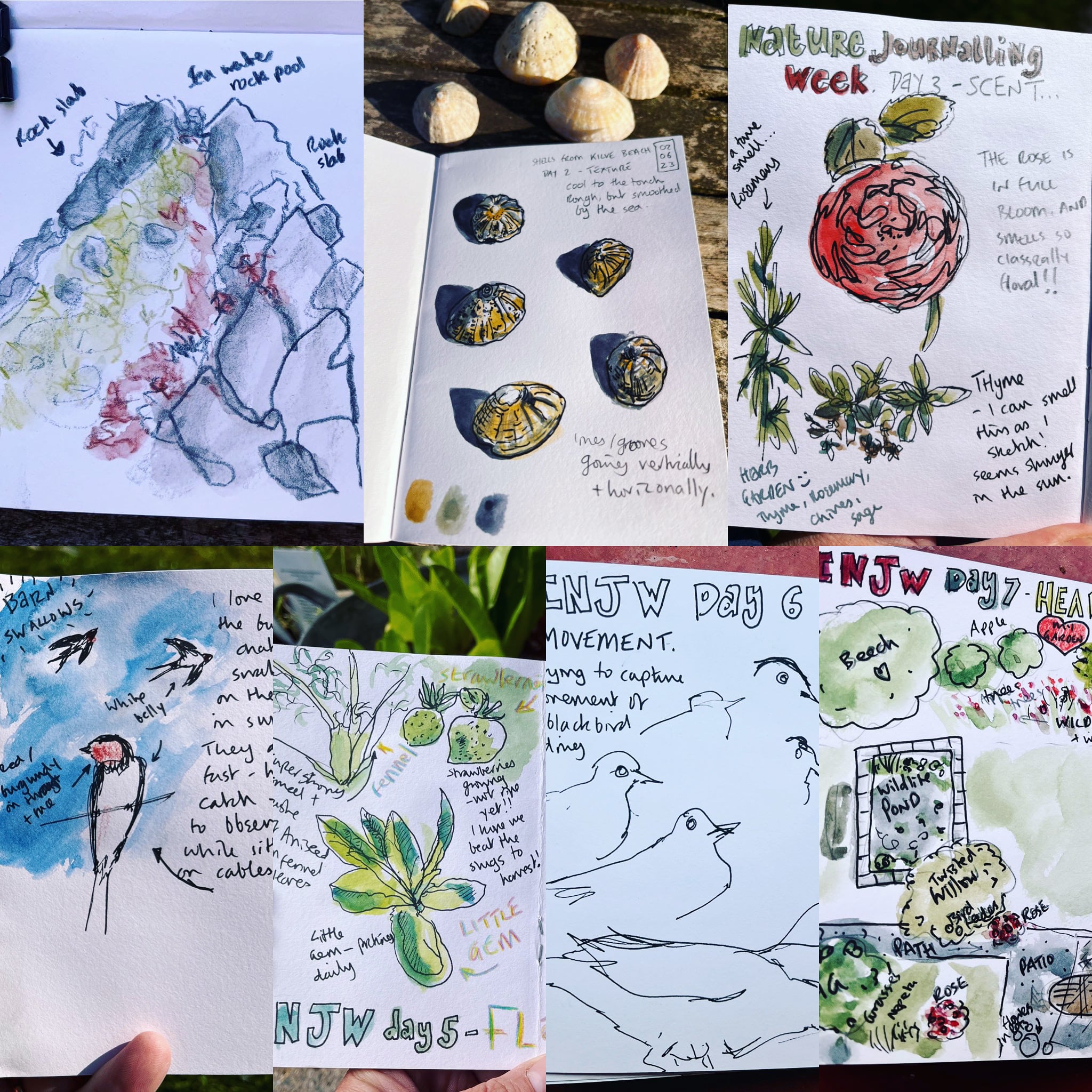 You are currently viewing Nature Journaling Week – Part Three