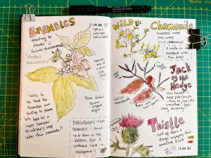 Read more about the article Nature Journaling in June – Week 3 and 4