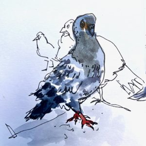 Read more about the article Sketching Pigeons
