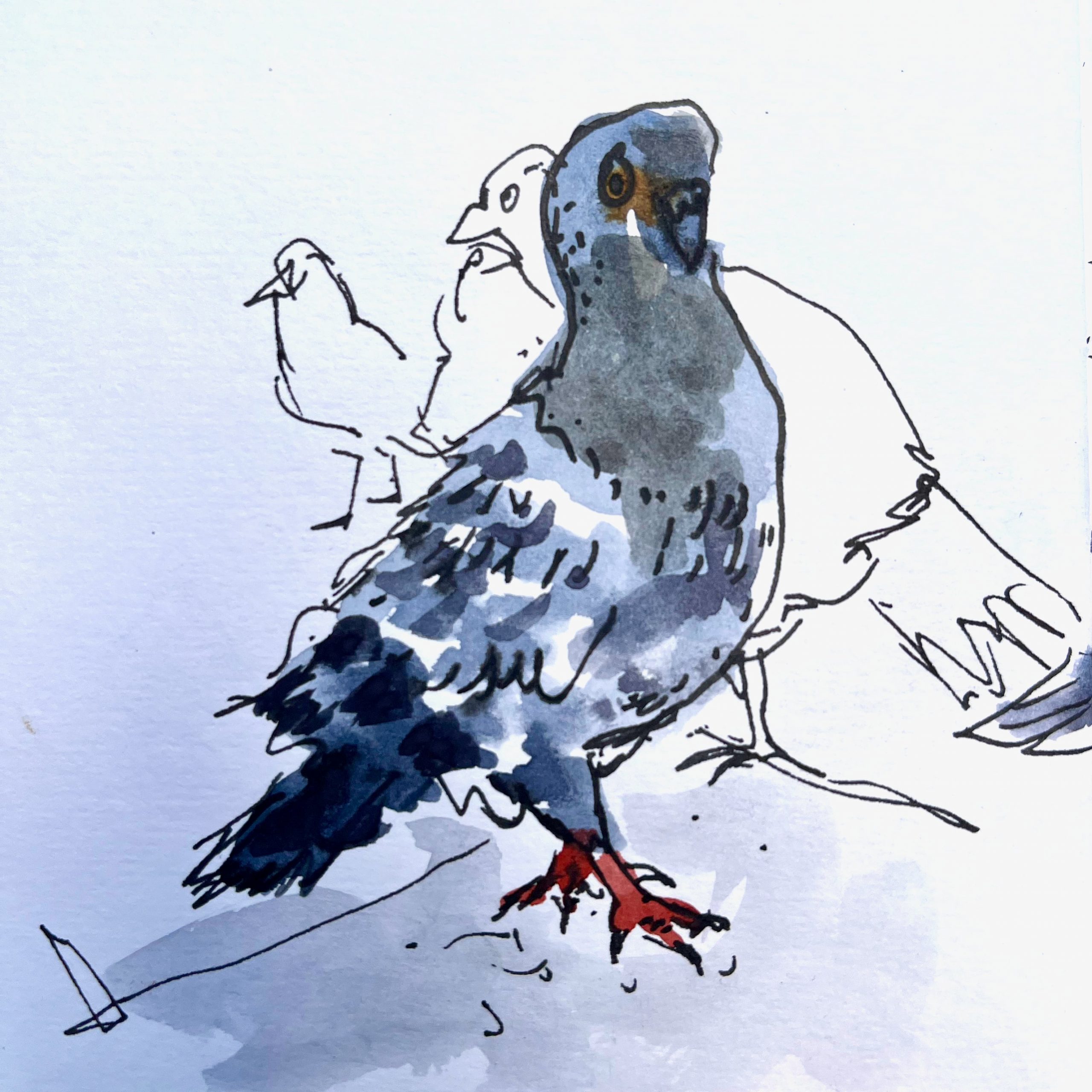 You are currently viewing Sketching Pigeons